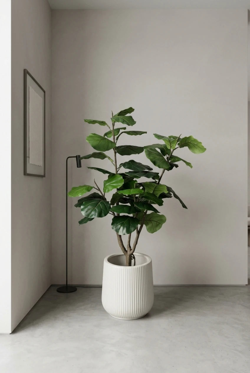 The Sculpted Ficus - 4.5ft