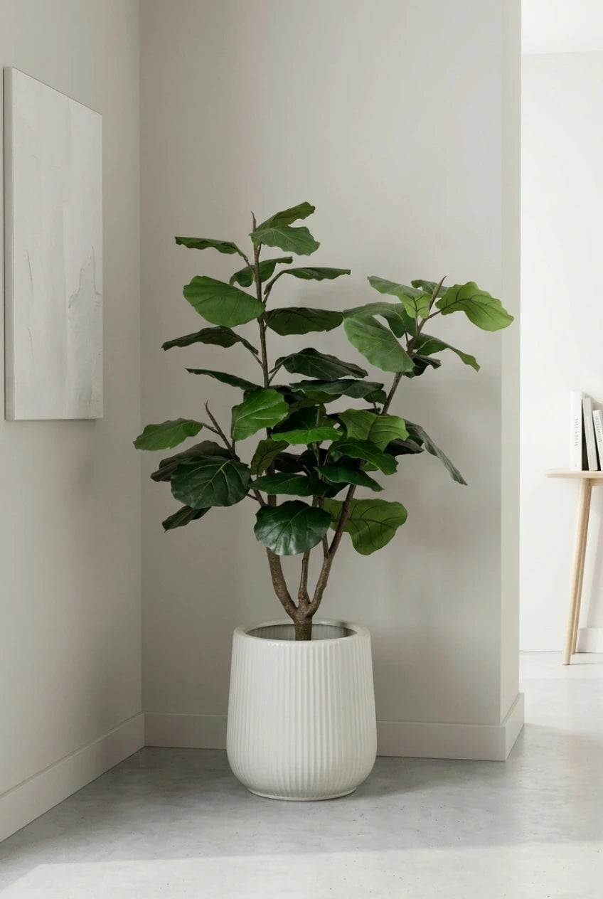 The Sculpted Ficus - 4.5ft