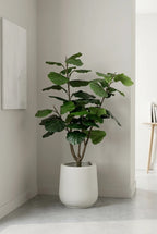The Sculpted Ficus - 4.5ft
