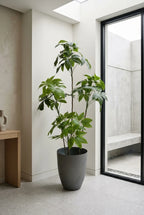 The Atelier Umbrella Tree - 6ft