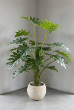 The Green Starburst  - 5ft