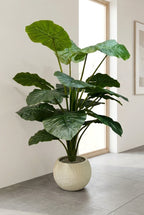 The Giant Elephant Ear - 5ft