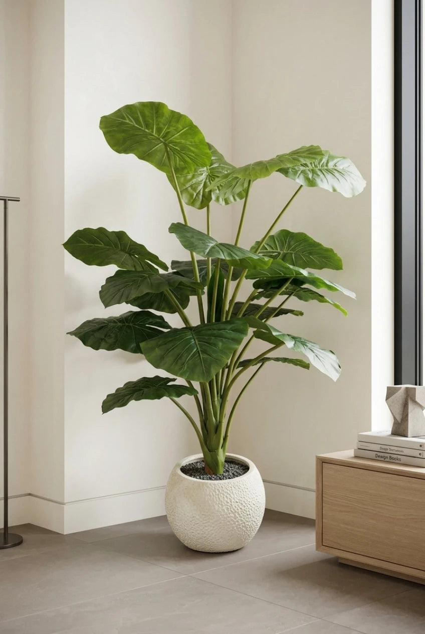 The Giant Elephant Ear - 5ft