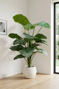 The Giant Elephant Ear - 5ft