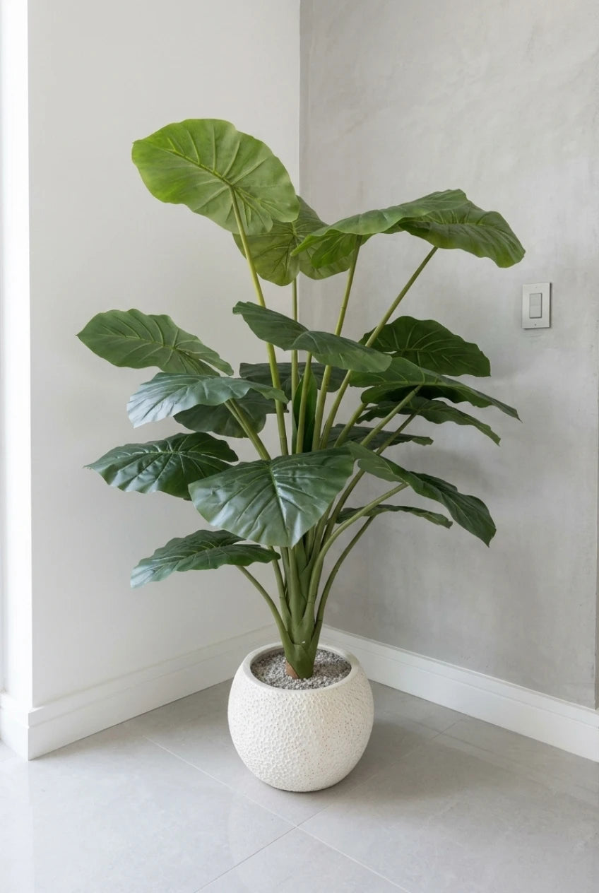The Giant Elephant Ear - 5ft