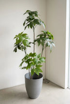 The Atelier Umbrella Tree - 6ft