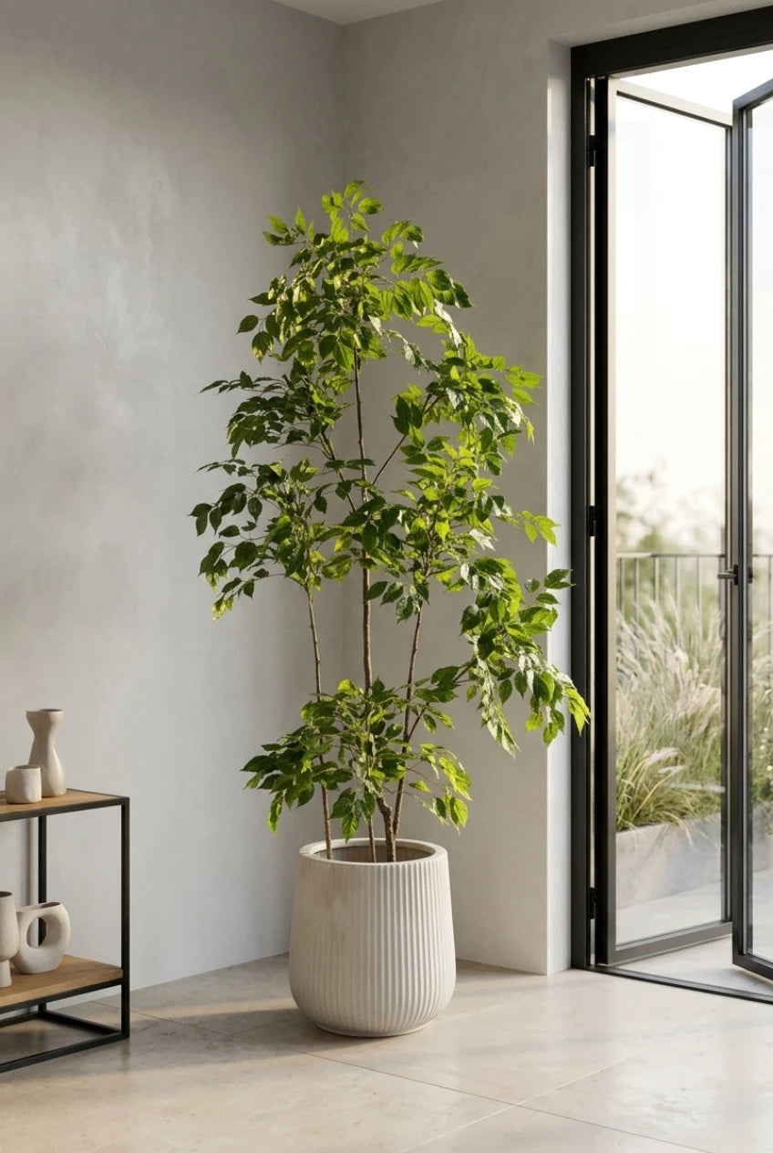 The Whisper Fig - 6ft