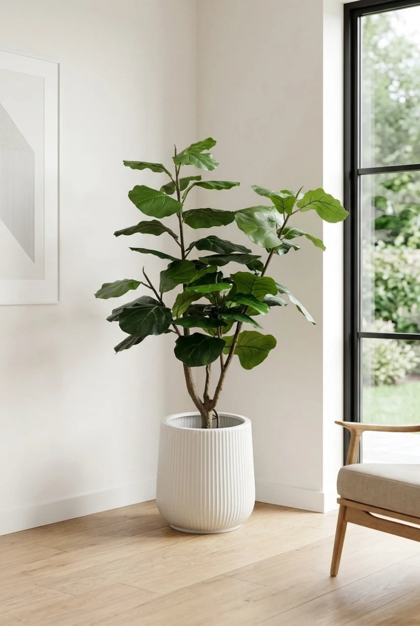 The Sculpted Ficus - 4.5ft
