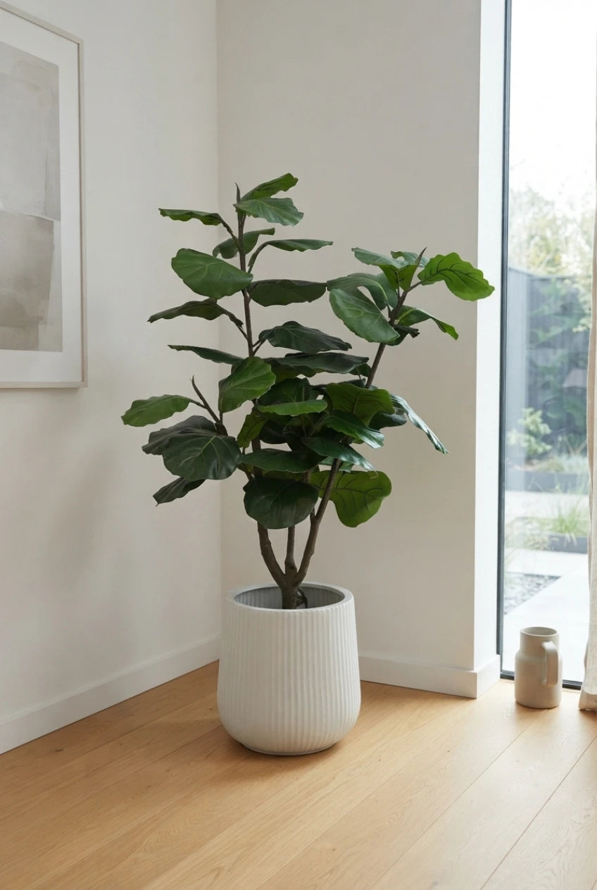 The Sculpted Ficus - 4.5ft