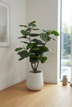 The Sculpted Ficus - 4.5ft
