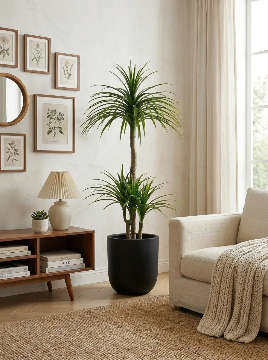 The Elysian Dracaena - 5ft