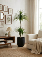 The Elysian Dracaena - 5ft