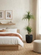 The Elysian Dracaena - 5ft