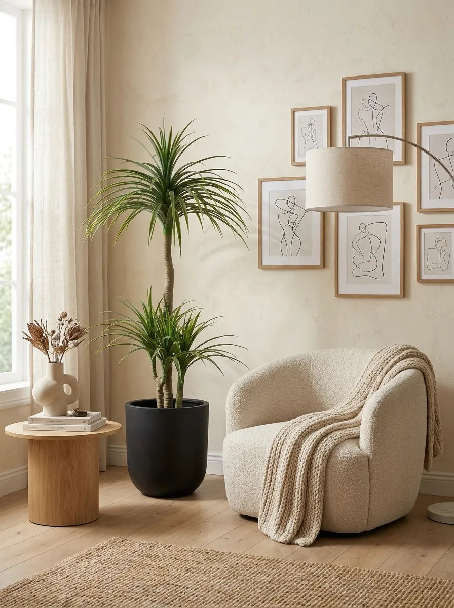 The Elysian Dracaena - 5ft