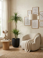 The Elysian Dracaena - 5ft