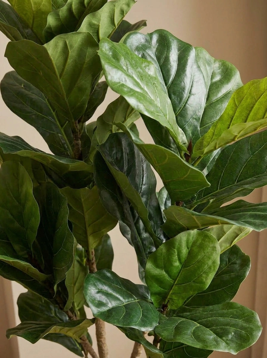 The Executive Reserve Ficus Lyrata - 6ft