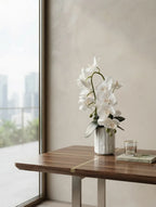 White Phalaenopsis in Fluted Ceramic