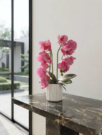 Pink Phalaenopsis in Fluted Ceramic