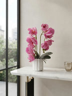 Pink Phalaenopsis in Fluted Ceramic
