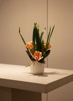 The Serene Peach Magnolia