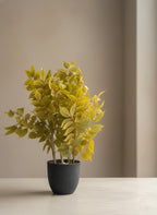Golden Meadow Foliage Plant