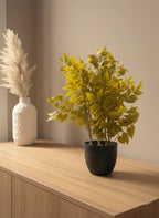 Golden Meadow Foliage Plant