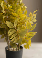 Golden Meadow Foliage Plant