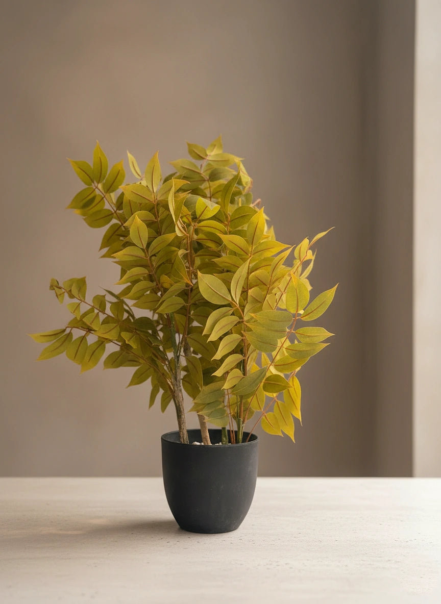 Golden Meadow Foliage Plant
