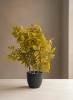 Golden Meadow Foliage Plant