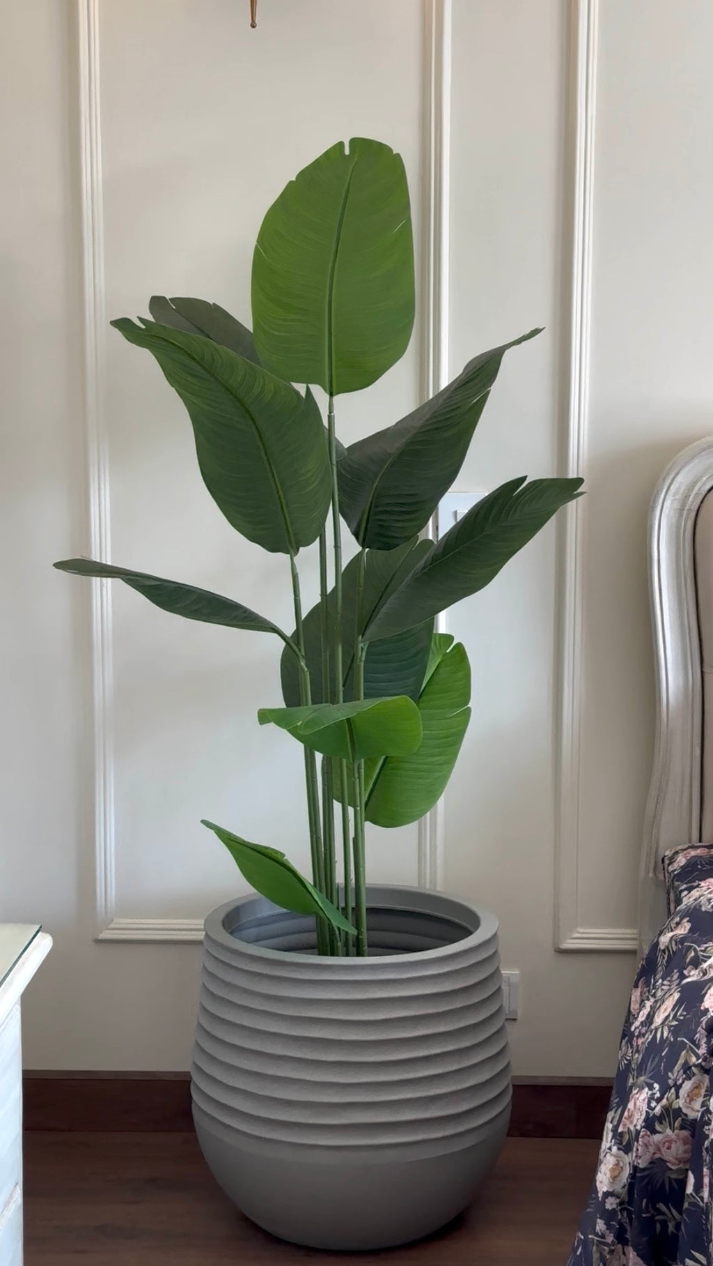 The Sovereign Banana Plant - 6ft