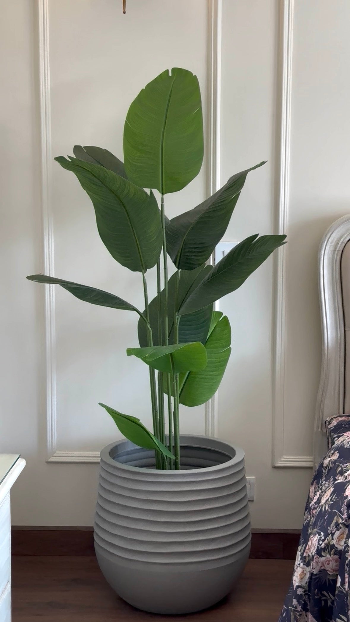 The Sovereign Ascension Strelitzia - 5ft