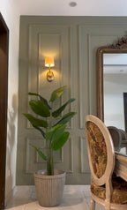 The Sovereign Banana Plant - 6ft