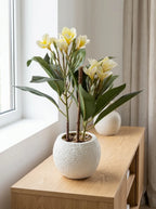 Coastal White Plumeria Tabletop Plant
