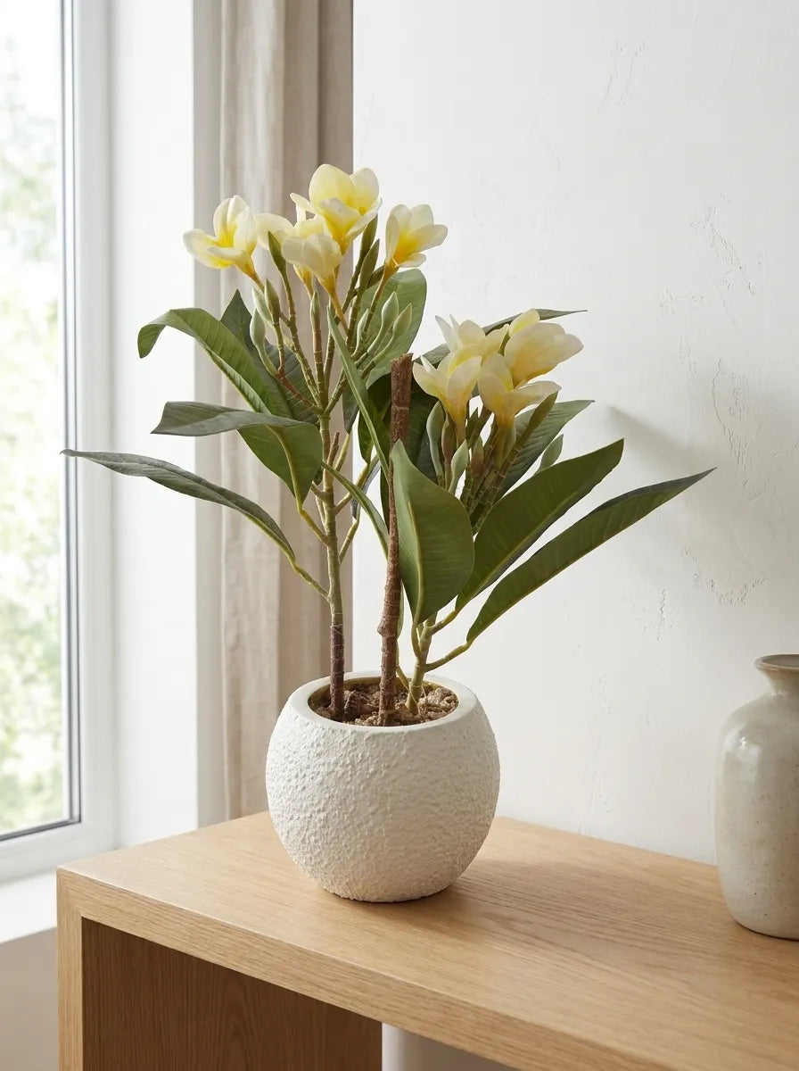 Coastal White Plumeria Tabletop Plant