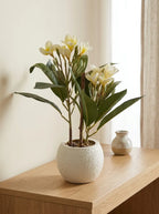 Coastal White Plumeria Tabletop Plant