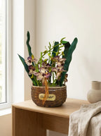 Heritage Cymbidium Orchid Woven Planter