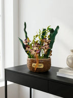 Heritage Cymbidium Orchid Woven Planter