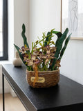 Heritage Cymbidium Orchid Woven Planter
