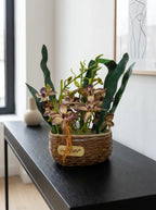 Heritage Cymbidium Orchid Woven Planter