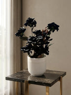 Midnight Noir Orchid