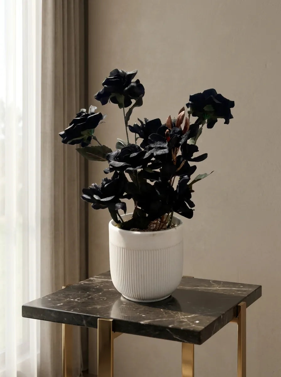 Midnight Noir Orchid