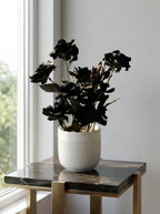 Midnight Noir Orchid
