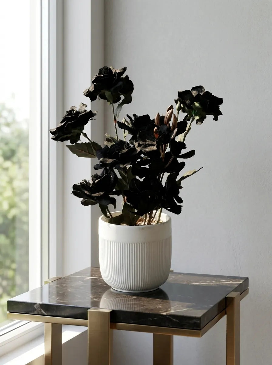 Midnight Noir Orchid