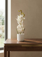 Celeste Bloom Orchid