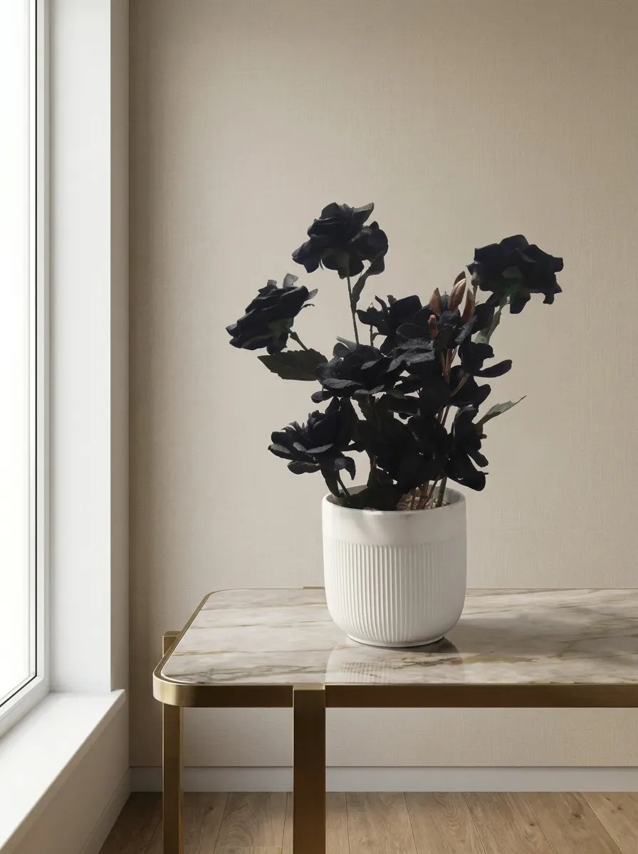 Midnight Noir Orchid