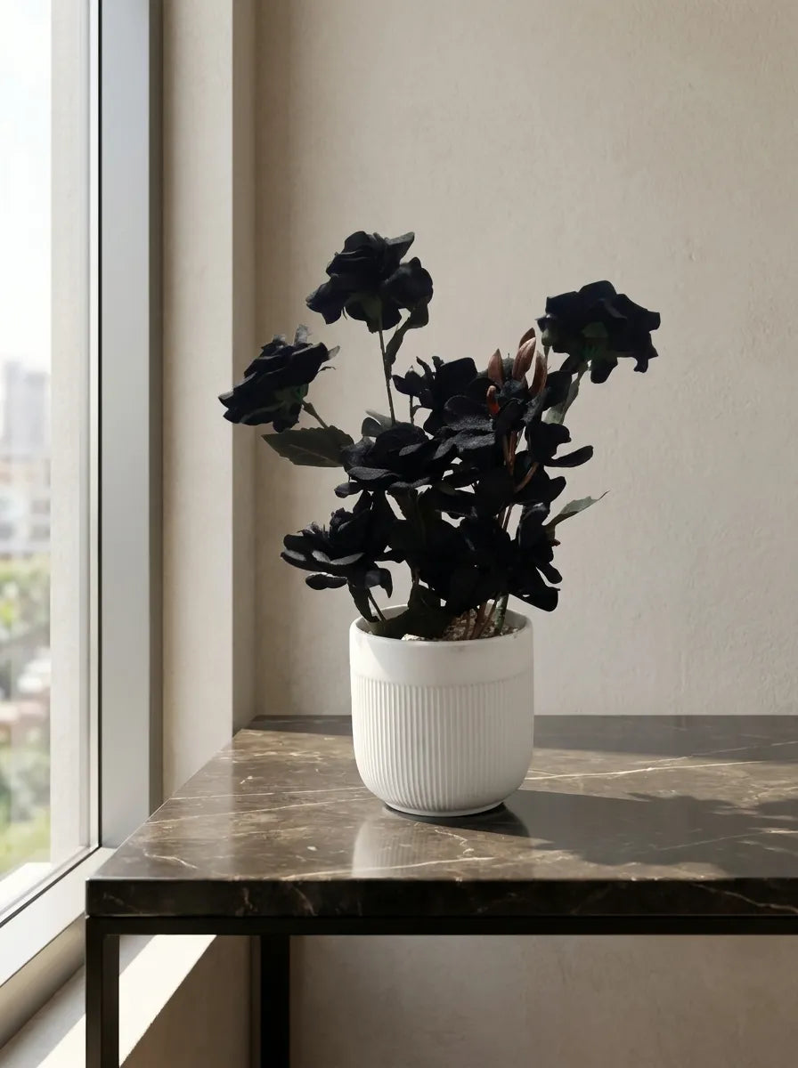 Midnight Noir Orchid