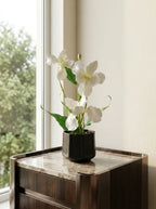 Ivory Grace Orchid