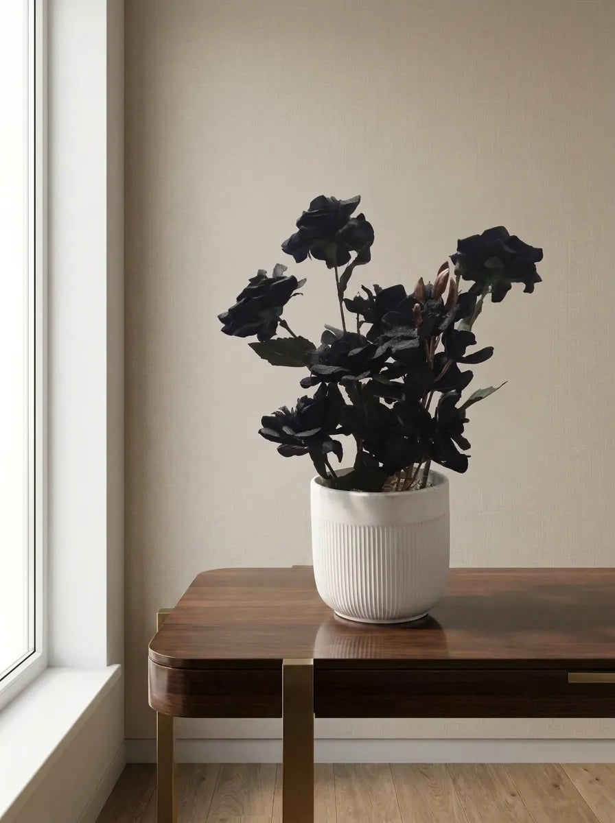 Midnight Noir Orchid