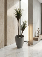 Artisanal Staggered Dracaena Marginata - 5ft