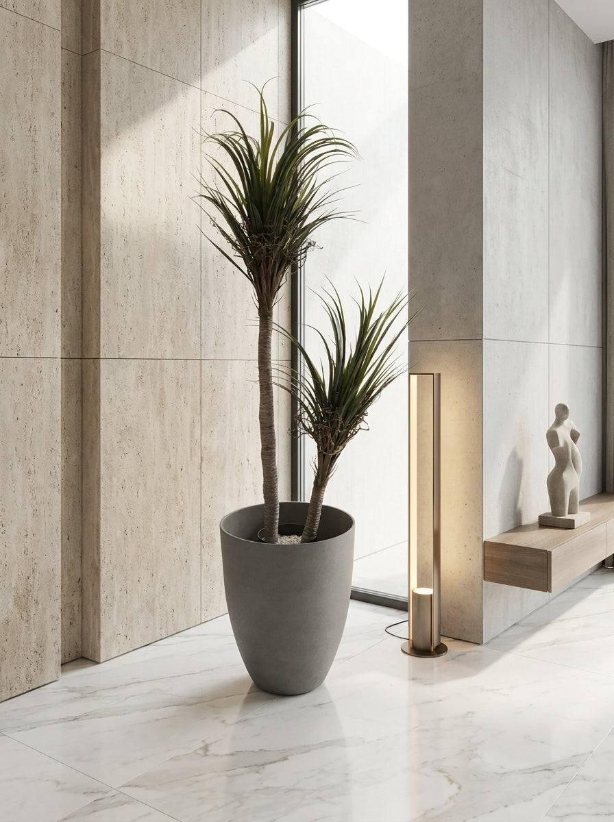 Artisanal Staggered Dracaena Marginata - 5ft